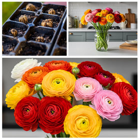 CZ Grain big healthy ranunculus bulbs for bold container blooms.