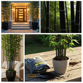 CZ Grain Black Bamboo germination tips image shows warm soak and prep for sprouting