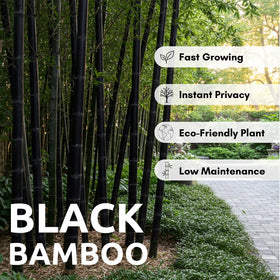 CZ Grain Black Bamboo seed pack ready for easy home planting