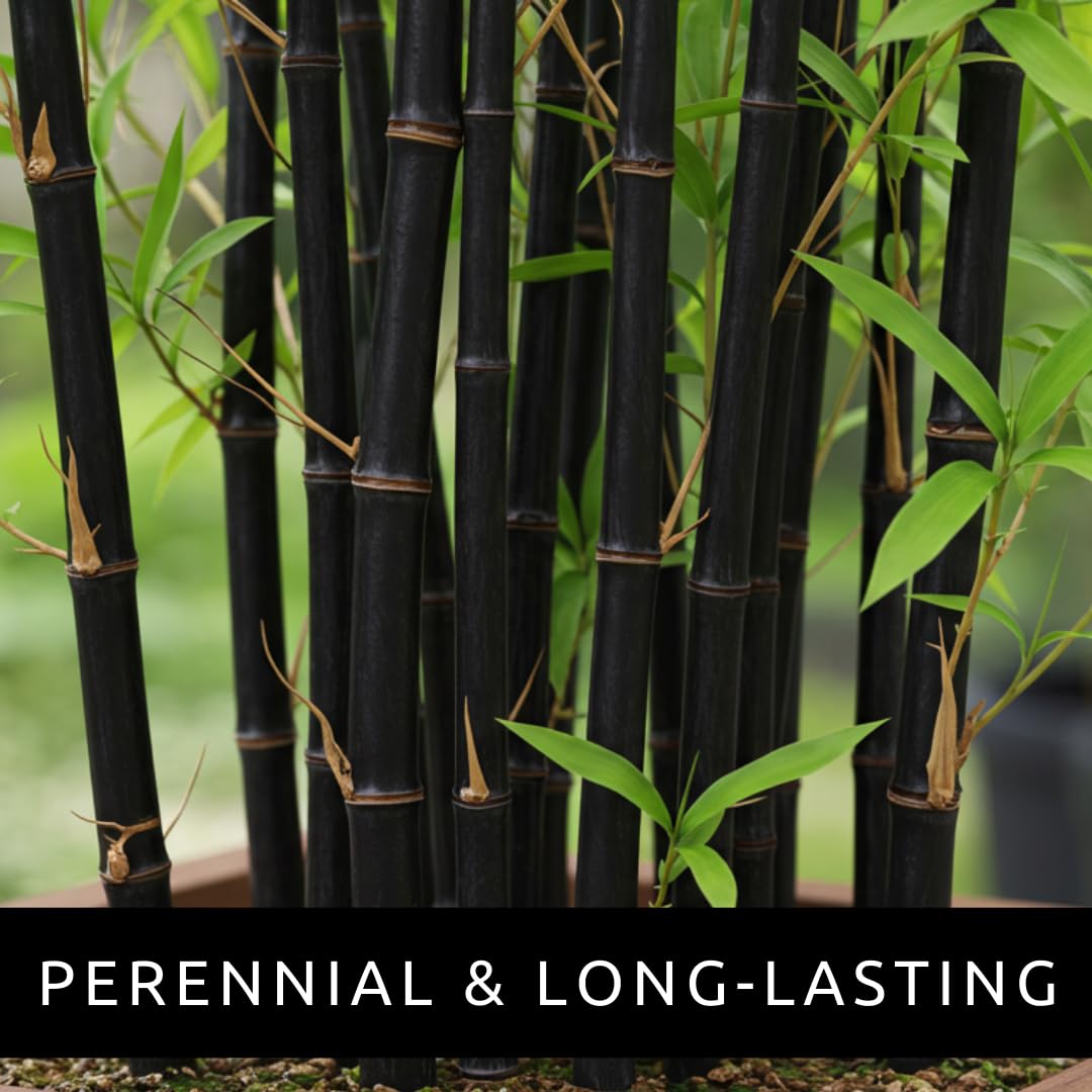 CZ Grain black bamboo seeds dense screen for privacy and wind protection
