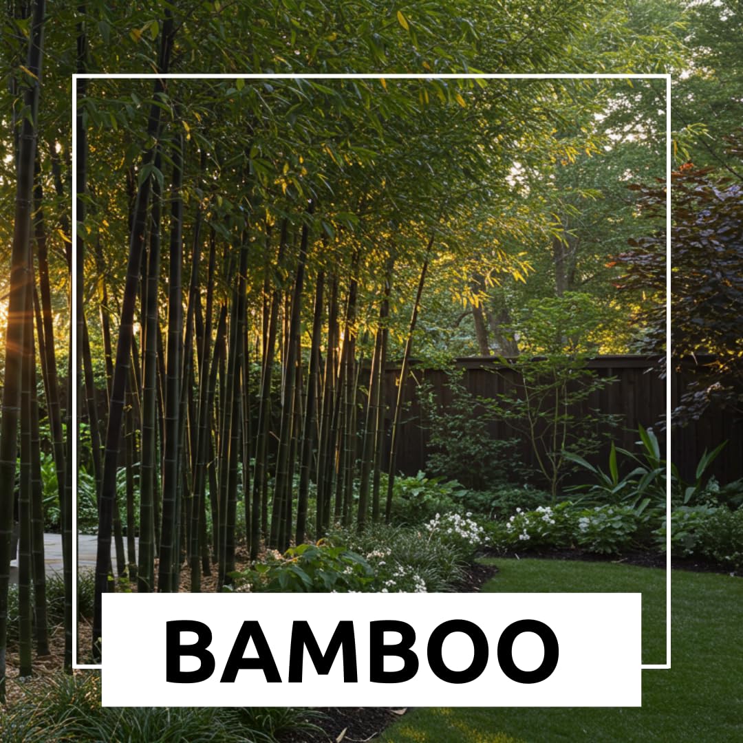 CZ Grain black bamboo seeds landscape accents with tall, green foliage