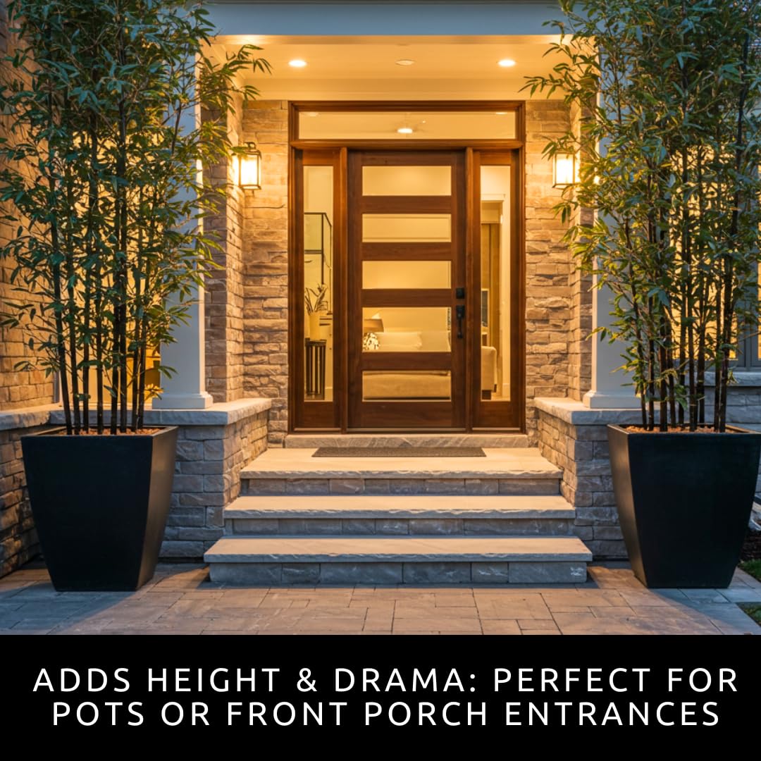 CZ Grain black bamboo seeds mature culms add vertical architectural interest