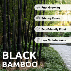 CZ Grain black bamboo stems provide dramatic visual contrast for modern gardens