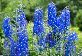 CZ Grain blue delphinium bloom close-up showing dramatic blue spires.