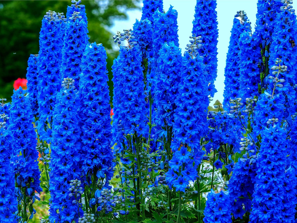 CZ Grain blue delphinium seeds arranged for planting, offering vibrant garden color.