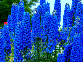 CZ Grain blue delphinium seeds arranged for planting, offering vibrant garden color.