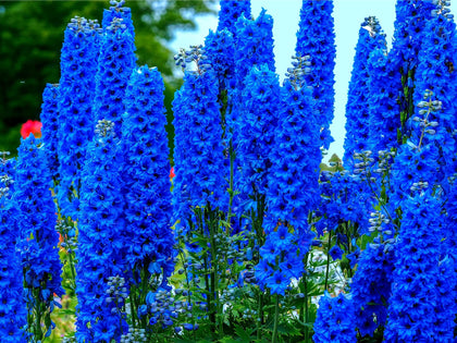 CZ Grain blue delphinium seeds arranged for planting, offering vibrant garden color.