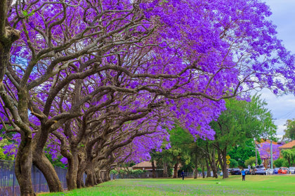 CZ Grain Blue Jacaranda seeds for ornamental planting, promising vibrant purple blooms in warm gardens.