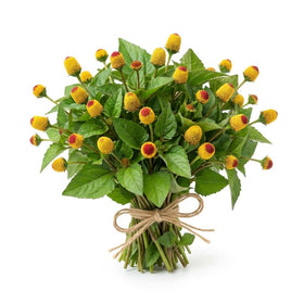 CZ Grain Buzz Button Seeds pack for long-term garden planting.