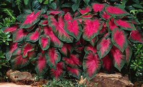 CZ Grain Caladium Buck six bulbs ready for shade garden to brighten borders.