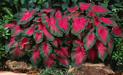 CZ Grain Caladium Buck six bulbs ready for shade garden to brighten borders.