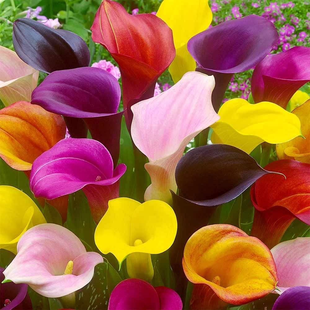 CZ Grain Calla Lily bulbs mixed color for easy planting and garden color