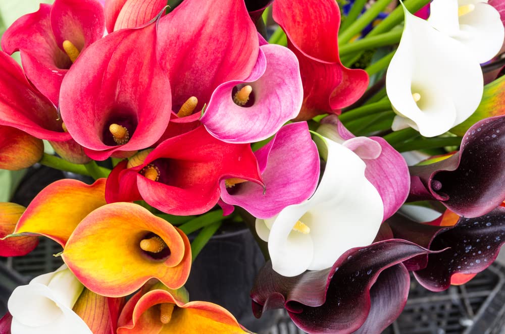 CZ Grain Calla Lily bulbs for planting in garden beds or borders