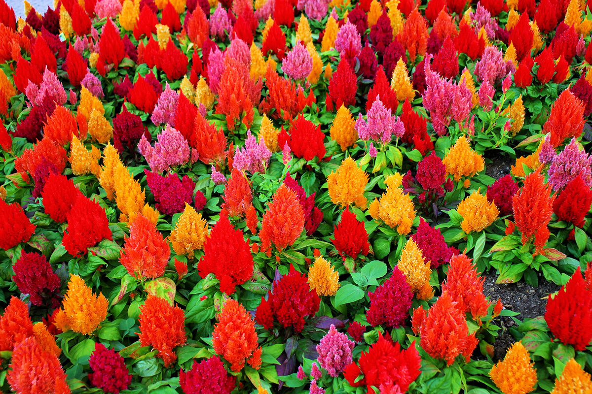 CZ Grain celosia seeds in mixed colors attract pollinators and brighten outdoor spaces