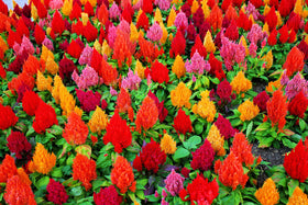 CZ Grain celosia seeds in mixed colors attract pollinators and brighten outdoor spaces