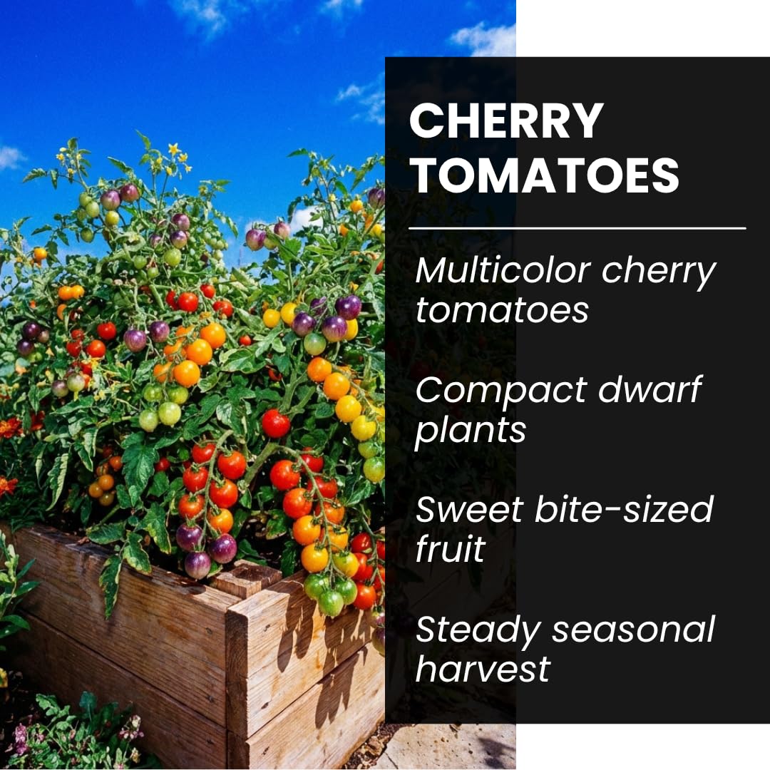 CZ Grain colorful cherry tomatoes in garden bed showcasing rainbow hues.