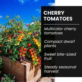 CZ Grain colorful cherry tomatoes in garden bed showcasing rainbow hues.
