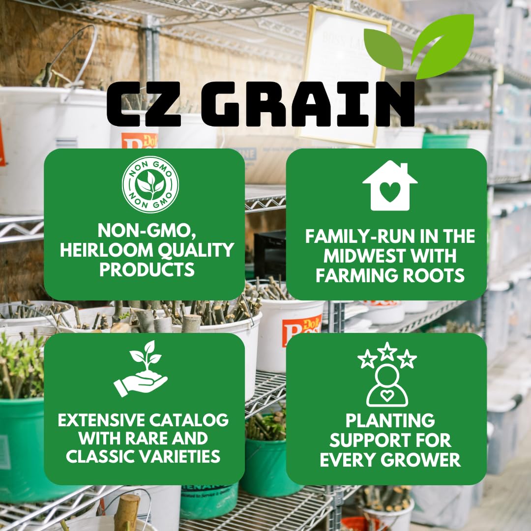 CZ Grain compact caladium grows 12–24 inches, ideal for shelves and patios.