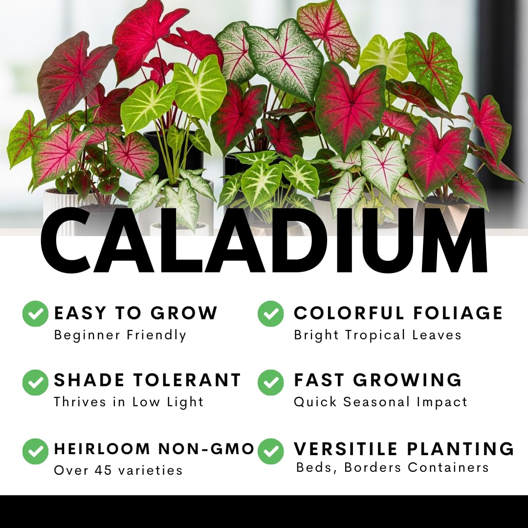 CZ Grain container display caladium brightens small spaces with tropical flair.