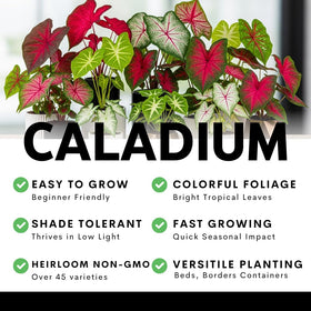 CZ Grain container display caladium brightens small spaces with tropical flair.