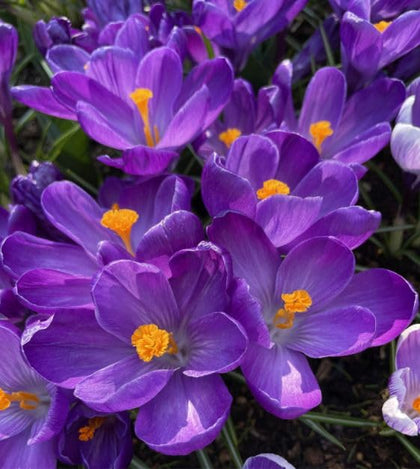 CZ Grain Crocus Record bulbs provide early-spring color for borders.