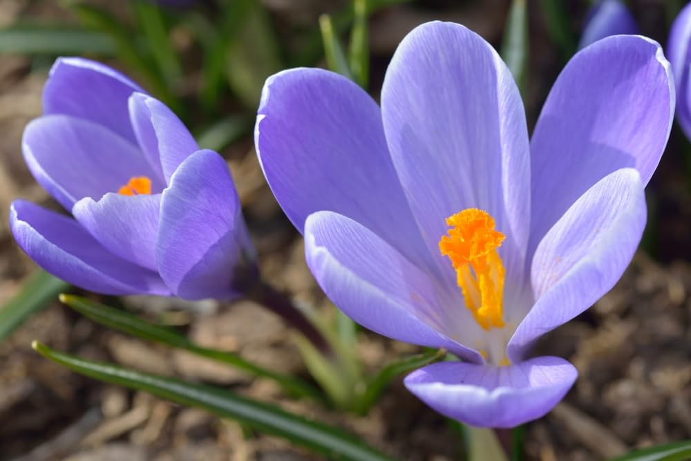 CZ Grain Crocus Record bulbs showcase purple blooms for bright container accents.