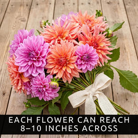 CZ Grain Dahlia Labyrinth Mix in garden bed—great for mass planting with striking color.