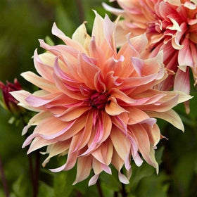 CZ Grain Dahlia Labyrinth Mix seeds pack—easy start for a vibrant garden display.