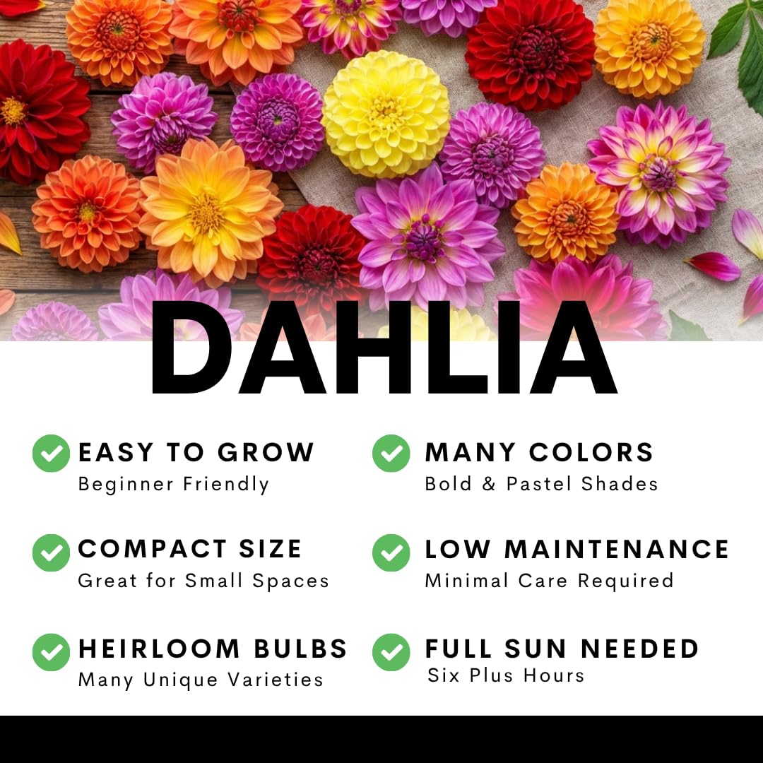 CZ Grain Dahlia Labyrinth Mix tall stems—perfect for dramatic background in borders.