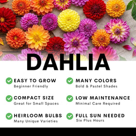 CZ Grain Dahlia Labyrinth Mix tall stems—perfect for dramatic background in borders.