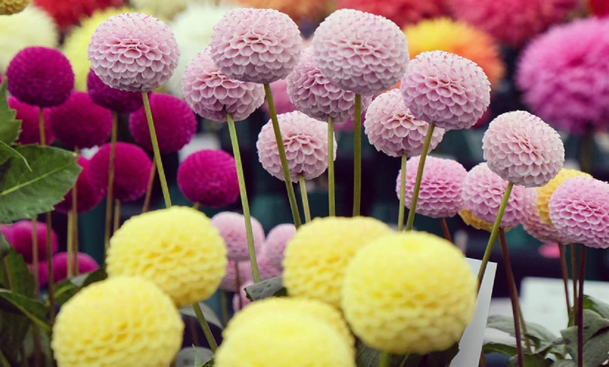 CZ Grain Dahlia Pom Pom seeds closeup blossoms for container gardening and borders.