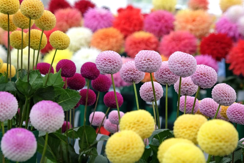 CZ Grain Dahlia Pom Pom seeds mixed color pack for vibrant garden color.