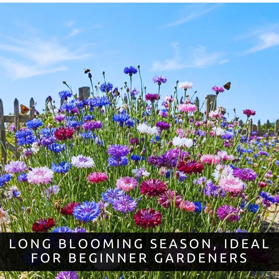 CZ Grain direct sowing Bachelor Button seeds for beds, borders, or meadows.