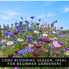 CZ Grain direct sowing Bachelor Button seeds for beds, borders, or meadows.