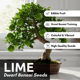 CZ Grain Dwarf Lime Seeds in a bonsai display, showcasing compact citrus foliage for small spaces.
