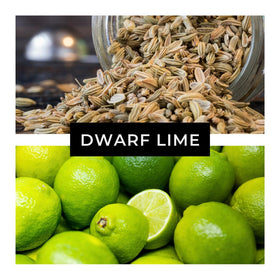 CZ Grain Dwarf Lime Seeds germination process in a tray, starting citrus growth.