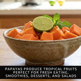 CZ Grain dwarf papaya seeds closeup; non-GMO option for fresh home fruit.