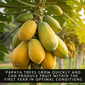 CZ Grain dwarf papaya seeds container-planting; perfect for patios and balconies.