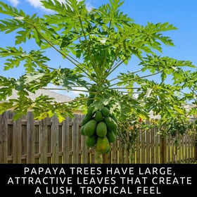 CZ Grain dwarf papaya seeds germination-emerging; tiny sprouts become tropical trees.