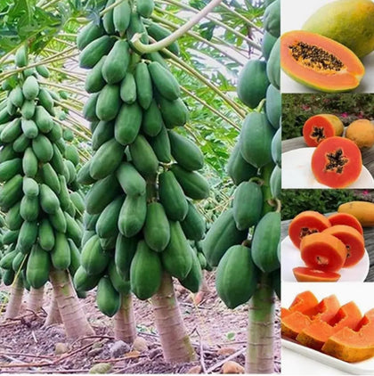 CZ Grain dwarf papaya seeds pack-front; ideal for easy home tropical gardening.