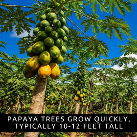 CZ Grain dwarf papaya seeds soak-tip; boosts germination and quicker seedling growth.