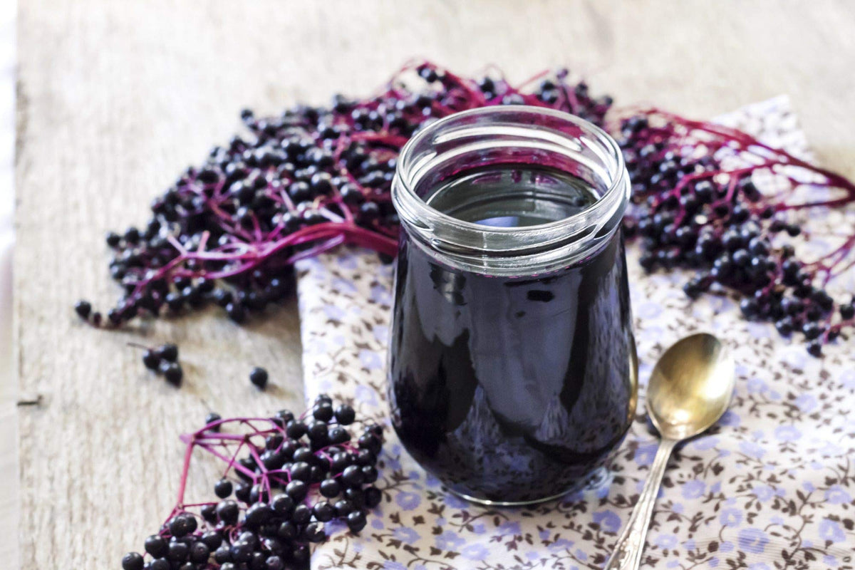 CZ Grain elderberry fruits and blossoms hint at edible harvest