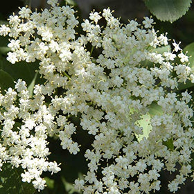 CZ Grain American Elderberry Seeds close-up for germination