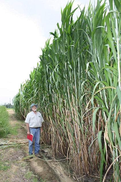 CZ Grain Elephant Grass Seeds bag closeup signaling easy planting and quality.