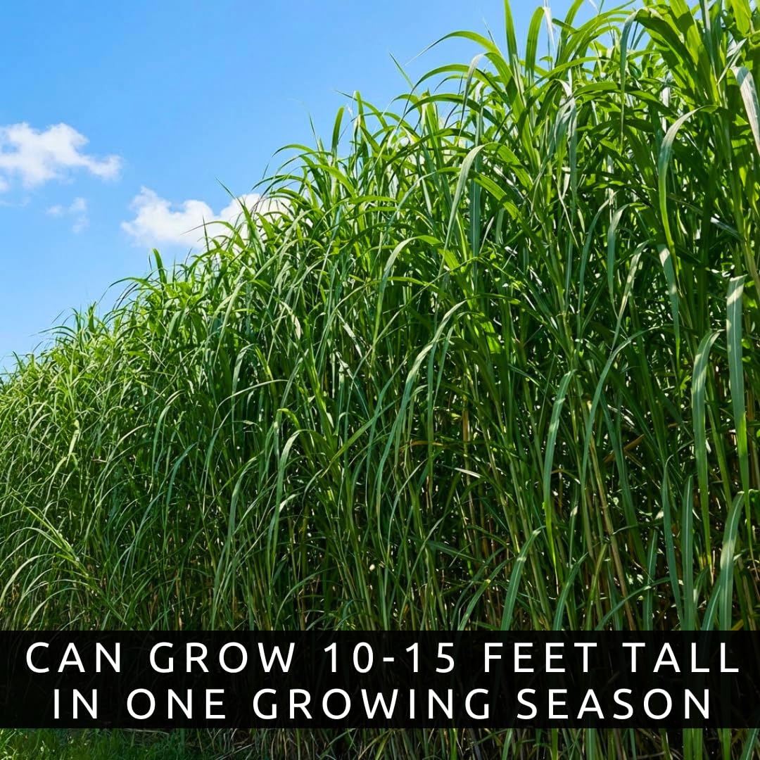 CZ Grain Elephant Grass Seeds dense foliage suitable for privacy and screening.