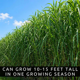 CZ Grain Elephant Grass Seeds dense foliage suitable for privacy and screening.