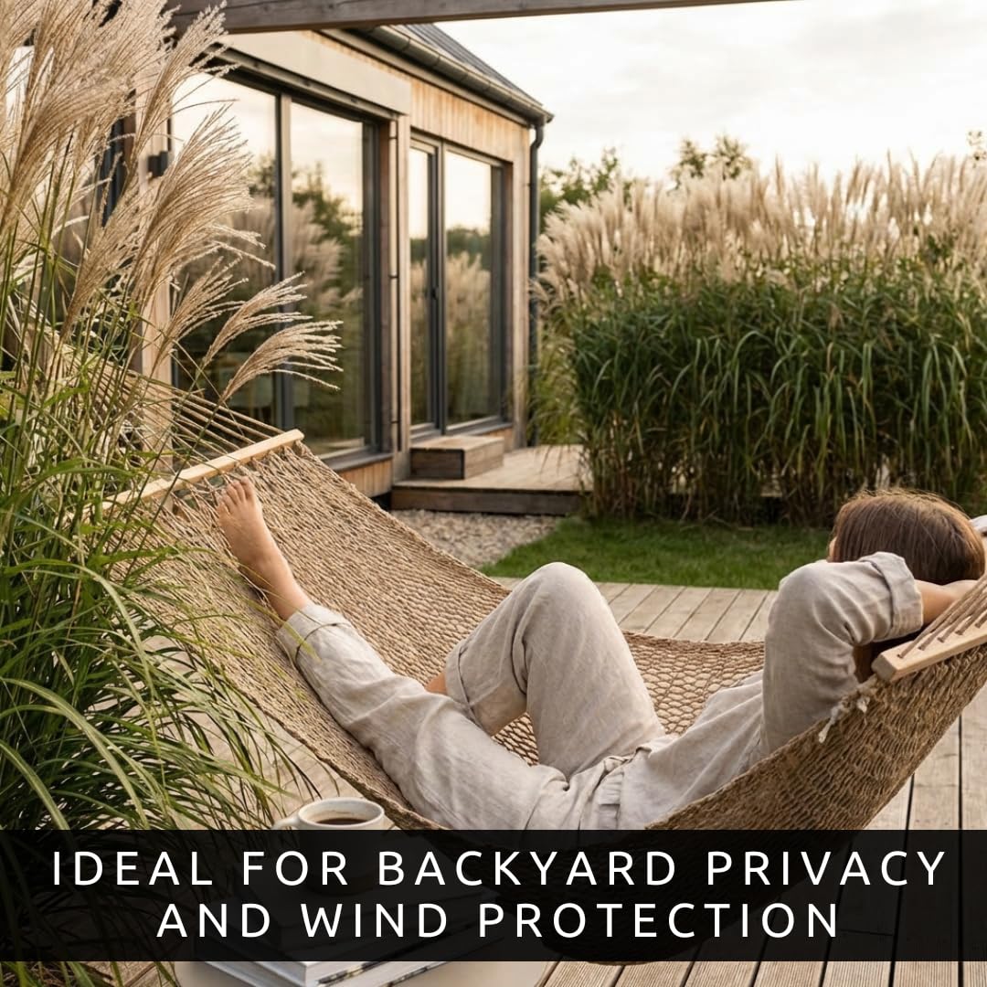 CZ Grain Elephant Grass Seeds dense foliage forms a privacy screen.