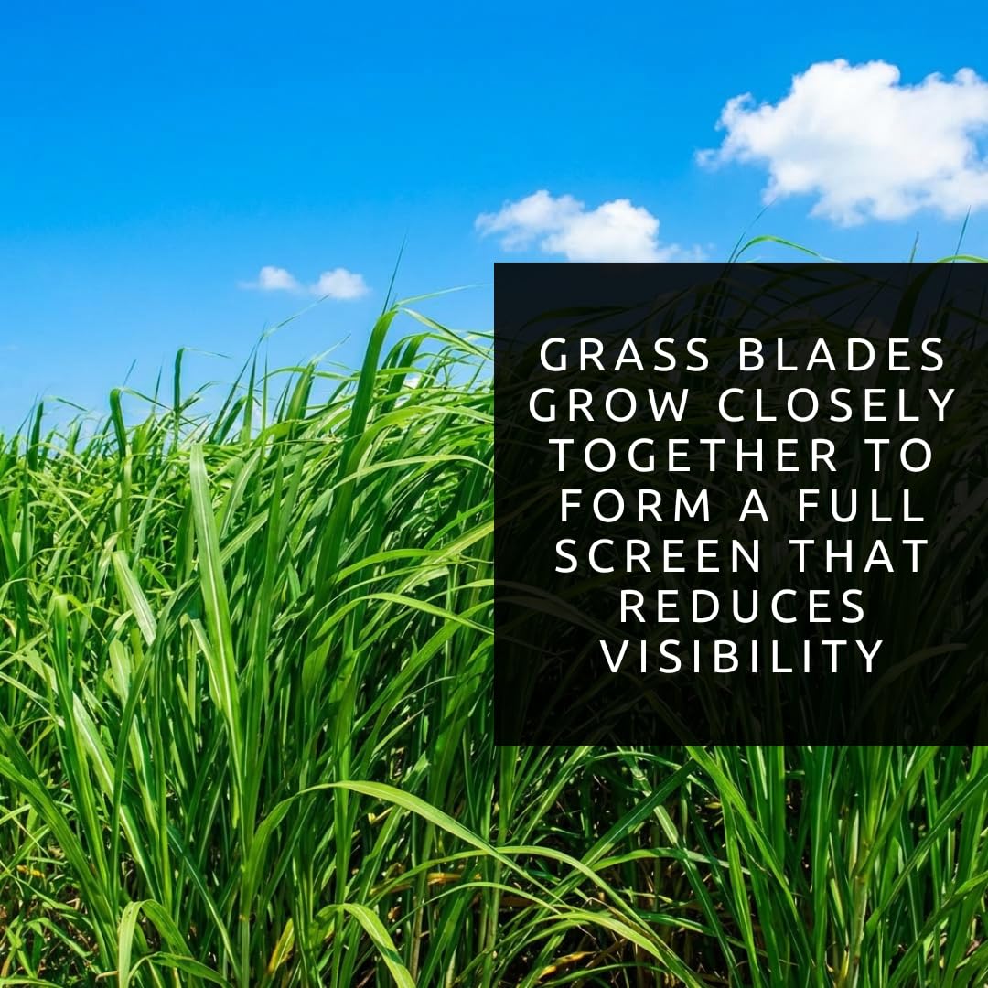 CZ Grain Elephant Grass Seeds seedling emerging signals strong start.