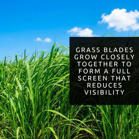 CZ Grain Elephant Grass Seeds seedling emerging signals strong start.