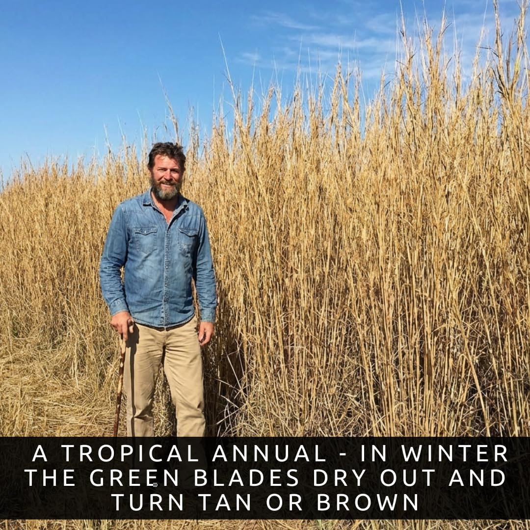 CZ Grain Elephant Grass Seeds tall growth demonstrates windbreak potential.